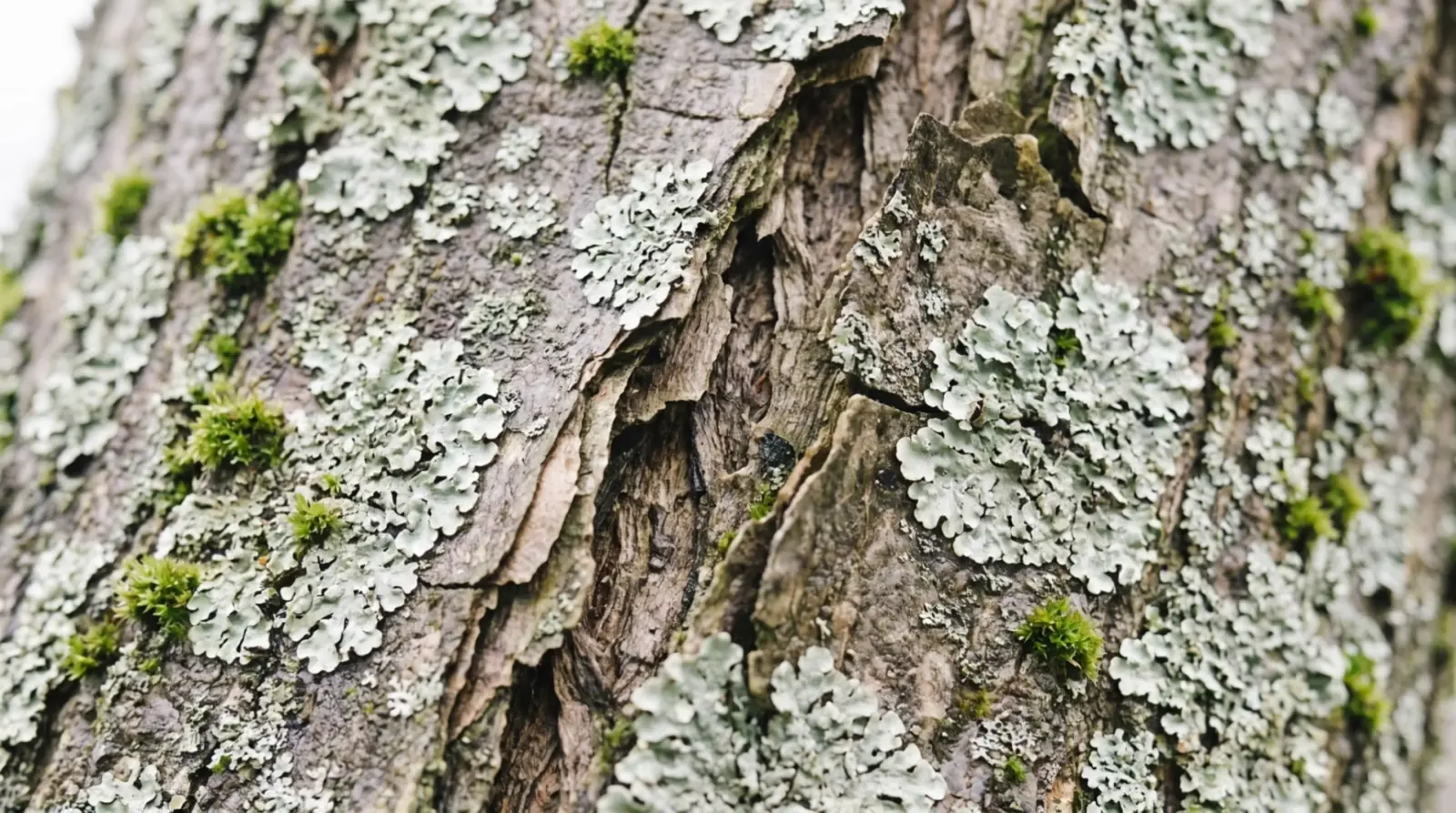 Old bark covered in pale lichens, a crack running through it.